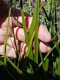 Image result for Tetraria