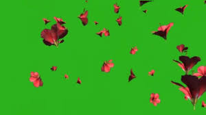Bloggers in need of images of pretty flowers, visit here and download free pictures that can be used on your blog, wallpaper or a background for a quote! Beautiful Flowers Rain Green Screen Stock Video Footage By C Bestofgreenscreen 43527307