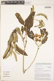 Image result for Pegolettia senegalensis