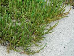 Image result for Sarcocornia perennis