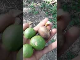 Maybe you would like to learn more about one of these? Mengenal Kawista Batu Di Alam Liar Youtube