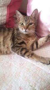 Pin By Tabby Cat Care On Mininos Tabby Cat Serious Cat Beautiful Cats