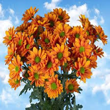 Pin On Chrysanthemums
