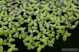 Image result for Lemna