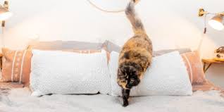 Browse bedding flower seeds and plants for beautiful blooms for annual flower gardens of all sizes. Don T Let Pets Destroy Your Bedding Use These Tips Instead Wirecutter
