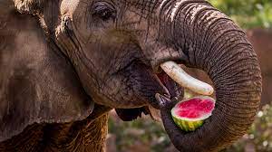 The elephant's brain is similar to a human brain in terms of. What Do Elephants Eat And Drink Wild Elaphant Video