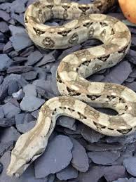 Displaying a 2year 4 month old caulker cay boa imperator. Boa Species Subspecies Reptifiles Llc Red Tailed Boa Care Guide