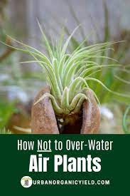 How To Take Care Of Air Plants Air Plants Care Air Plant Garden Air Plants