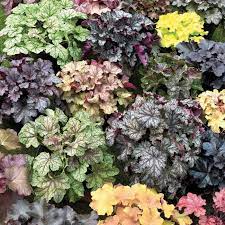 Coral Bells Mix In 2020 Heuchera Coral Bells Drought Resistant Plants