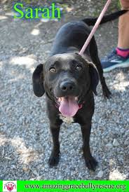 As adoption fees cover just a fraction of the veterinary costs incurred, it is only with your help that the rescue can continue its lifesaving work for nearly 1,000 labs each year. Adopt Sarah On Petfinder Labrador Retriever Dog Adoption Lab Puppies
