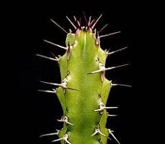 Image result for Euphorbia persistentifolia