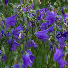 Bluebell Bellflower Campanula In 2020 High Country Gardens Blue Bell Flowers Campanula Flowers