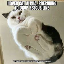 Hovering Cat Meme Hover Cat Cats Cat Memes