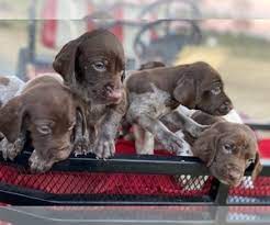 Is a big cuddle buddy and would do well with someone athletic or who is willing to get. Puppyfinder Com German Shorthaired Pointer Puppies Puppies For Sale Near Me In North Carolina Usa Page 1 Displays 10