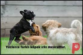 Cok Sayida Kopek Irki Mevcuttur Kopek Kopeksever Patiaski Sevimli Kopekler Kopek Egitimi Kopek Turleri