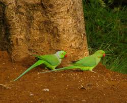 Find deals on products in bird supplies on amazon. Indian Ringneck Parakeet Full Profile History And Care