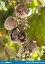 Image result for Uncinula necator