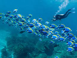 Every year, scuba diving magazine's readers vote for the world's best scuba diving in our readers choice awards. The World S Best Scuba Diving Destinations