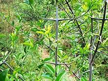 Image result for Canthium glaucum