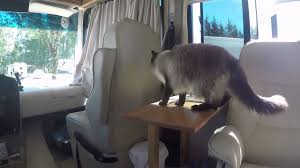 If you are nervous, plan shorter trips away from the rv. Rving With Cats The Ultimate Guide To What You Need To Know Adventurous Cat