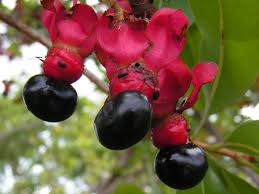 Image result for Ochna pulchra