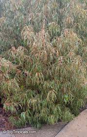 Image result for Acalypha fimbriata