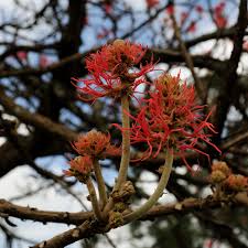 Image result for Erythrina abyssinica