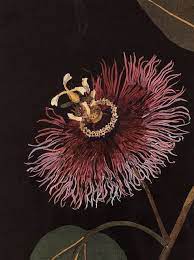 Mary Delaney Paper Collage Botanical Illustration Passion Flower Botanical Art