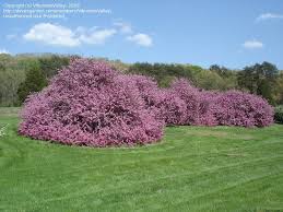 Check spelling or type a new query. Plantfiles Pictures Flowering Crabapple Prairie Fire Malus By Viburnumvalley