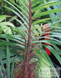 Image result for Acanthophoenix rubra