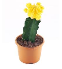Cactus grafting is a very simple process. Moon Grafted Cactus Yellow Small Thegreenyard In