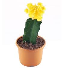 Read on to find out and as well as learn how to graft them. Moon Grafted Cactus Yellow Small Thegreenyard In