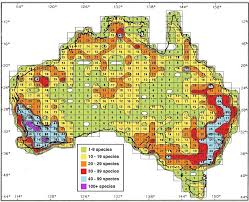 Image result for Acacia pilispina