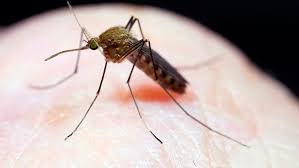 1.3 ¿cómo entran los mosquitos en este estado de letargo? Que Hay Detras De La Invasion De Mosquitos En Montevideo Lo Explica La Ciencia Teledoce Com