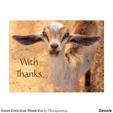 Sweet Little Goat Thank You Postcard Zazzle Com Thank You Postcards Goats Postcard