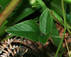 Image result for Desmodium intortum