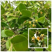 Image result for Cassipourea ndando