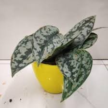 46,369 likes · 148 talking about this. Scindapsus Archives Nursery Buy