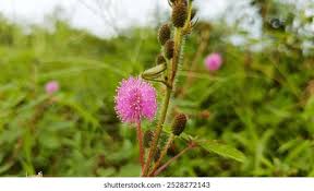 Image result for Mimosa mossambicensis