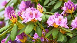 Image result for Rhododendron