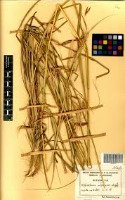 Image result for Hyparrhenia subplumosa