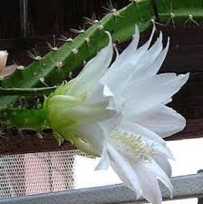 Get the best deal for desert rose cactus cactus & succulent plants from the largest online selection at ebay.com. Kimnatni Roslini Geliocereus Lisovoyi Kaktus Heliocereus Foto Harakteristika I Viroshuvannya Zrostayuchij I Opis