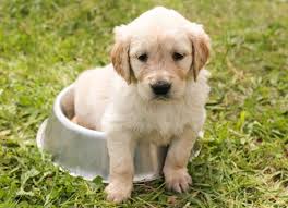 Resultado de imagen para pets and owners