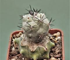 Image result for Stathmostelma fornicatum