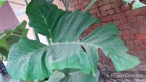 Elephant ears bring to mind lush, tropical forests, adding drama to both gardens and containers. 75 Elephant Ear Plant Care Youtube
