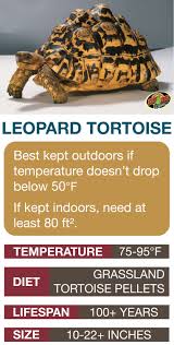 Leopard Tortoise Care Sheet Learn The Basics Of Leopard Tortoise Habitat Setup And Care Needs Before Bringing Leopard Tortoise Tortoise Care Tortoise Habitat