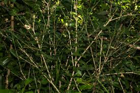 Image result for Coddia rudis