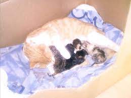 Hauskatzenbabys aus ihrer umgebung auf snautz.de kaufen und kostenlos verkaufen. Katzenbabys Zu Verschenken Hauskatzen