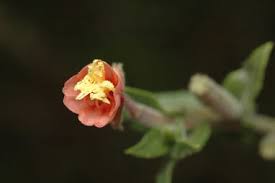 Image result for Oenothera indecora