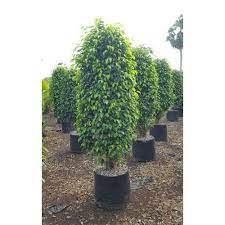 May 19, 2020 · the rubber plant (ficus elastica), or rubber tree, is a very popular species of leafy indoor plant from the ficus genus. Black Ficus Plant At Rs 300 Piece Ficus Benjamina Plant Id 20208985048